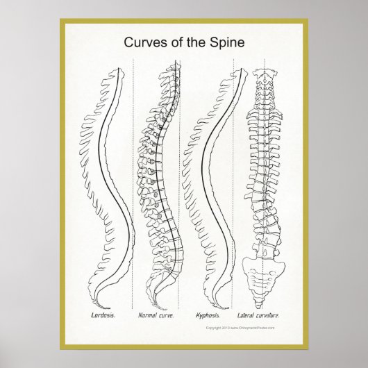 Poster Courbes de la colonne vertébrale Chiropratique (Devant)