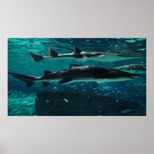 Poster Courez ! Requins ! (Devant)