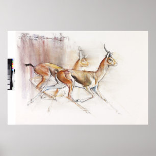 Poster Courir Arabian Gazelles 2010