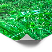 Poster Courir Pinto Peinture Gelding & Stallions châtaign (Coin)