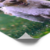 Poster Courir un chien blanc de caniche mignon chien (Coin)