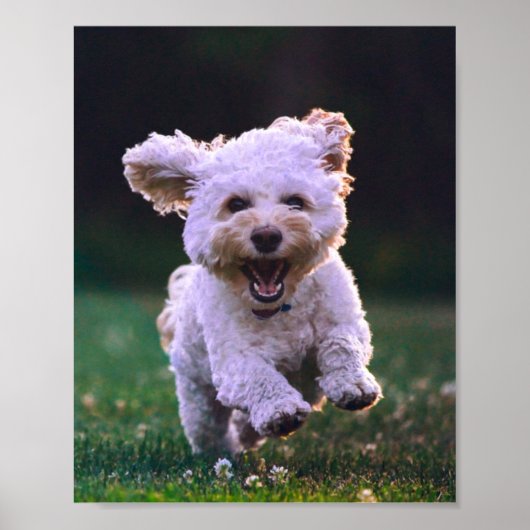 Poster Courir un chien blanc de caniche mignon chien (Devant)