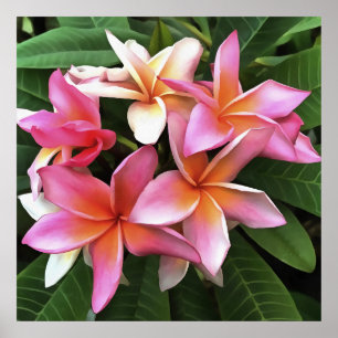 Poster Couronne De Fleur De Frangipani Rose Pâle