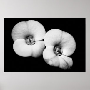 Poster couronne d'épines