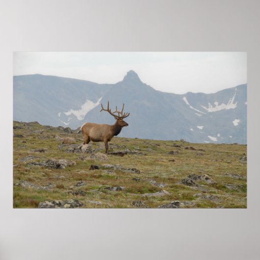 Poster Couronné en Majesté (Devant)