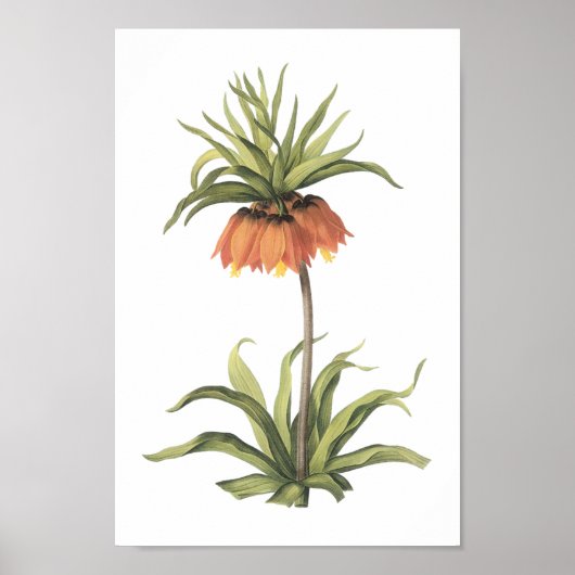 Poster couronne impériale (Fritillaria impérialis) par Re (Devant)