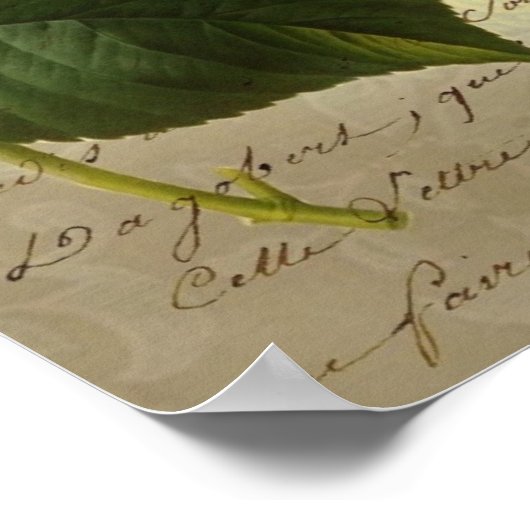 Poster Couronne papillon d'Hydrangea pays français (Coin)