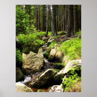Poster cours de forêt
