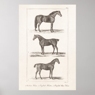 Poster Course Arabe de chasseur de 1800s races vintages