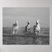 Poster Course, chevaux blancs, océan, photographie d'art (Devant)