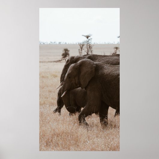POSTER COURSE D'ÉLÉPHANTS (Devant)