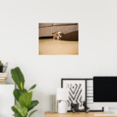 Poster Coussin anglais Bulldog chiot (Bureau à domicile)