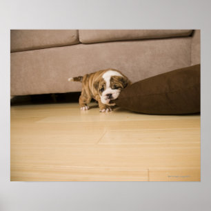 Poster Coussin anglais Bulldog chiot