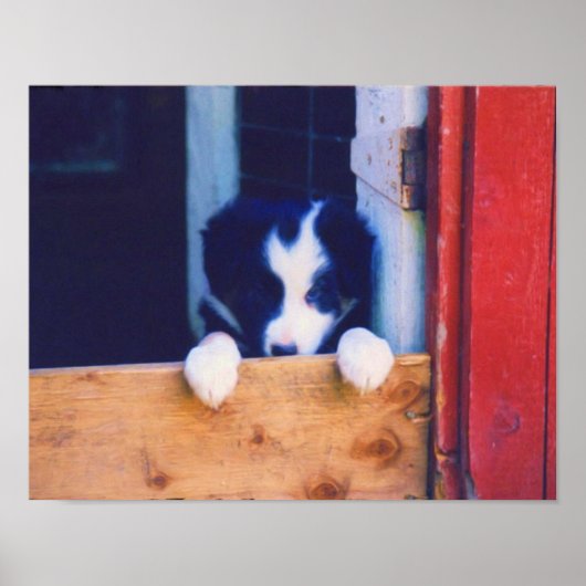 Poster Couteau Bordure Collie Puppy Peinture à l'huile (Devant)