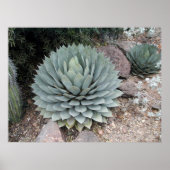 Poster Couts' Agave ~Print~ (Devant)