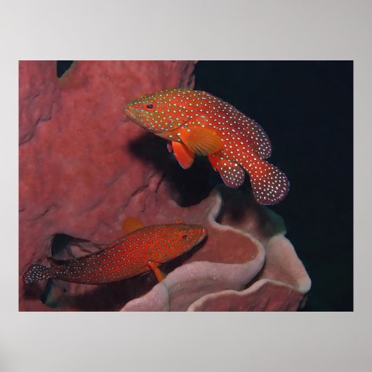 Poster Couvercles de corail (Devant)