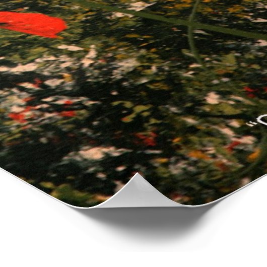 Poster "Cowlilies" (Coin)