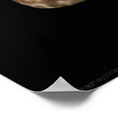 Poster Cowrie Cones 2 (Coin)