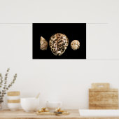 Poster Cowrie Cones 2 (Cuisine)