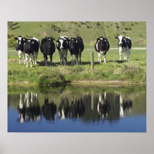 Poster Cows reflected in canal, Henley, Taieri Plain,