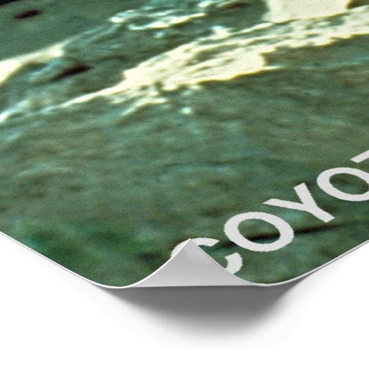 Poster Coyote (Coin)