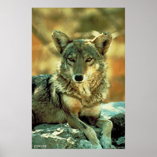 Poster Coyote