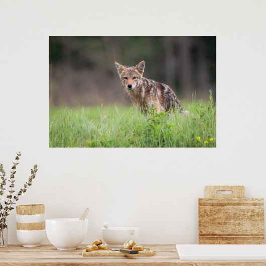 Poster Coyote Brown étoile (Cuisine)