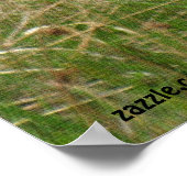 Poster Coyote d'été dans l'herbe longue photo de la faune (Coin)