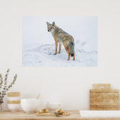 Poster Coyote en alerte dans la neige (Cuisine)