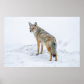 Poster Coyote en alerte dans la neige (Devant)