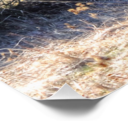 Poster Coyote enrobé d'hiver sauvage dans les ombres de l (Coin)