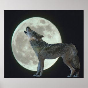 Poster Coyote Howling sur la lune