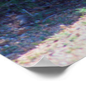 Poster Coyote Stand le long d'une route (Coin)