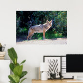 Poster Coyote Stand le long d'une route (Bureau à domicile)