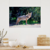 Poster Coyote Stand le long d'une route (Cuisine)
