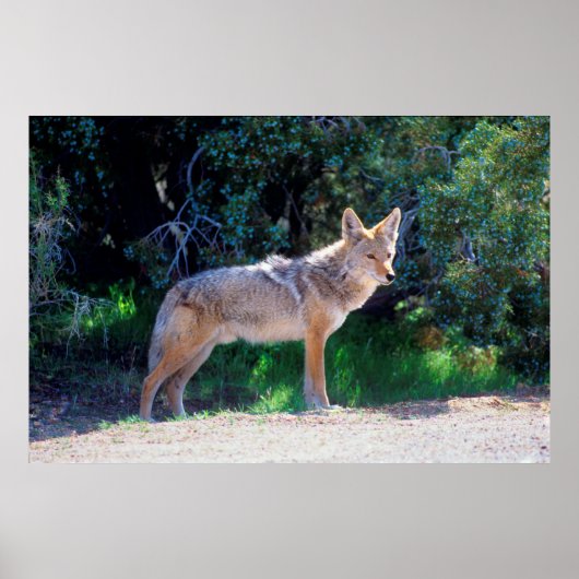 Poster Coyote Stand le long d'une route (Devant)