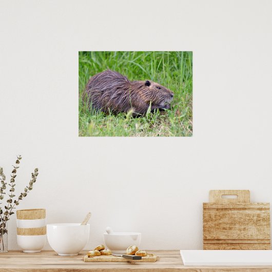 Poster Coypu dans l'herbe (Cuisine)