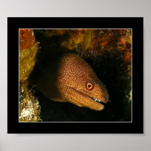 Poster Cozumel - anguille de Moray
