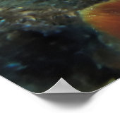 Poster Cozumel Graysby (Coin)