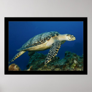 Poster Cozumel - Hawksbill #005