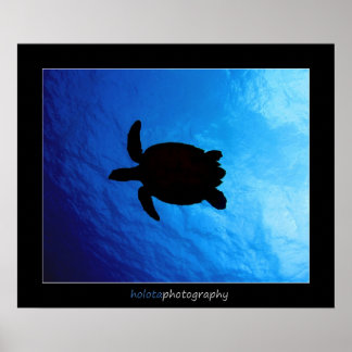 Poster Cozumel - Hawksbill #011