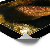 Poster Cozumel - Moray Eel (Coin)