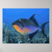 Poster Cozumel Queen Triggerfish (Devant)