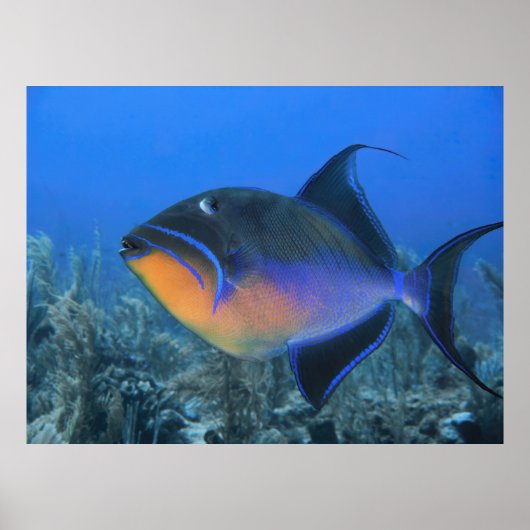 Poster Cozumel Queen Triggerfish (Devant)