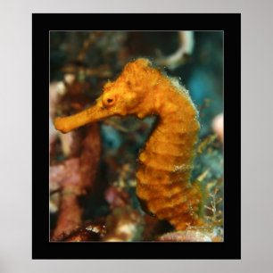 Poster Cozumel - Seahorse#2 orange