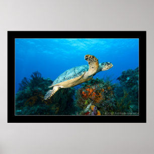 Poster Cozumel - tortue #5 - 11-2009