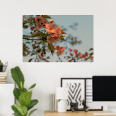 Poster Crabappier du Brandywine Malus Printemps Fleur ros (Bureau à domicile)