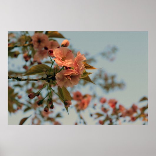 Poster Crabappier du Brandywine Malus Printemps Fleur ros (Devant)