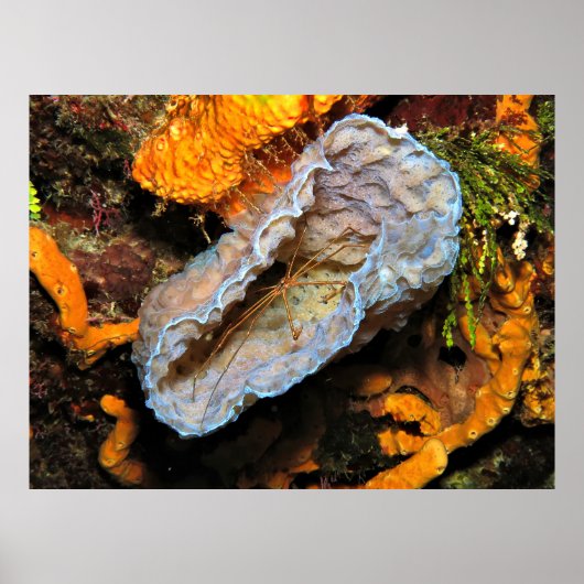 Poster Crabe à flèches chevauchant une éponge (Devant)