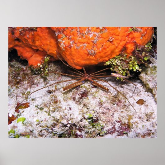 Poster Crabe à flèches de cozumel (Devant)